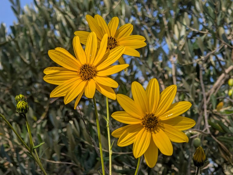 PHOTO: yellow flowers glowing against the olive trees — basically what my blood pressure looked like mid-chase