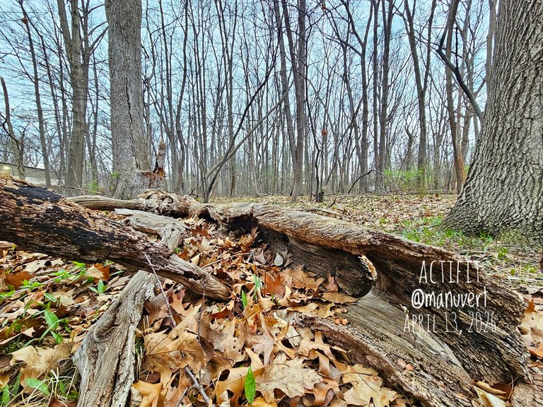 My Actifit Report Card: April 13 2026