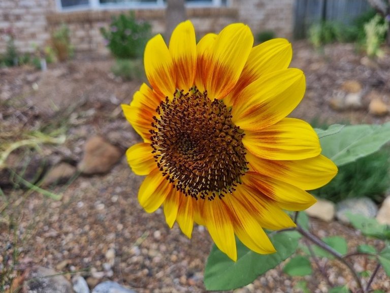 My Actifit Report Card: January 8 2026