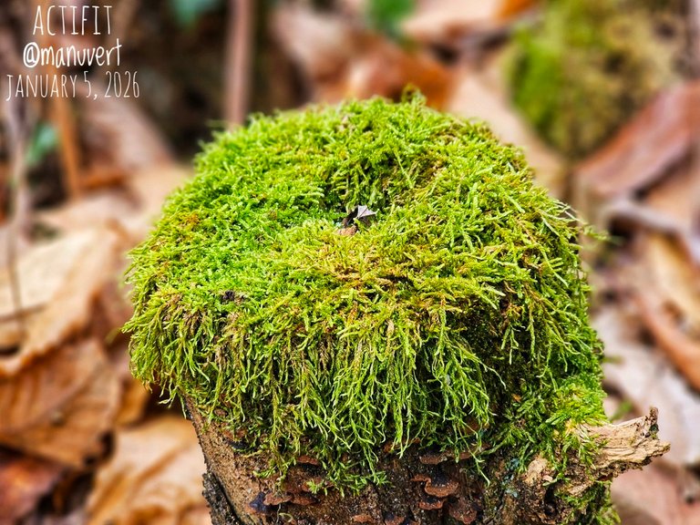 My Actifit Report Card: January 5 2026