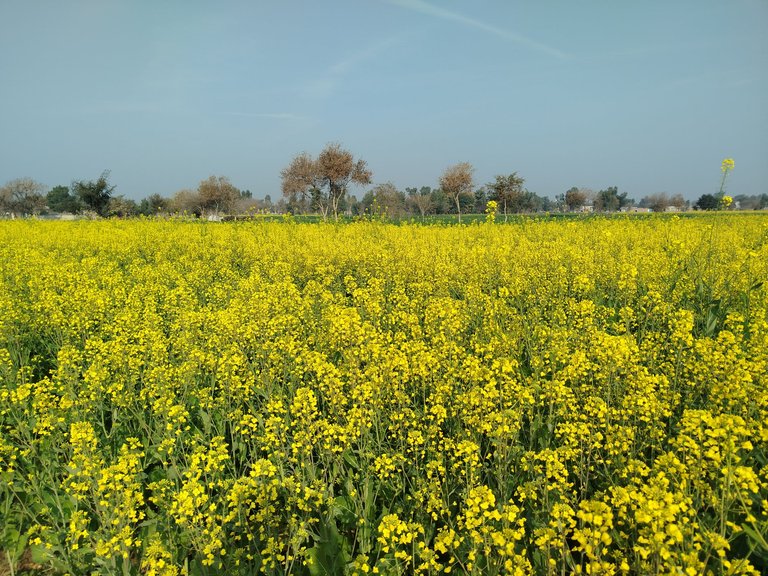 My Actifit Report Card: January 31 2026