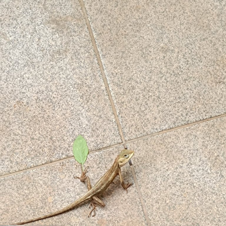 Garden 🦎🍃