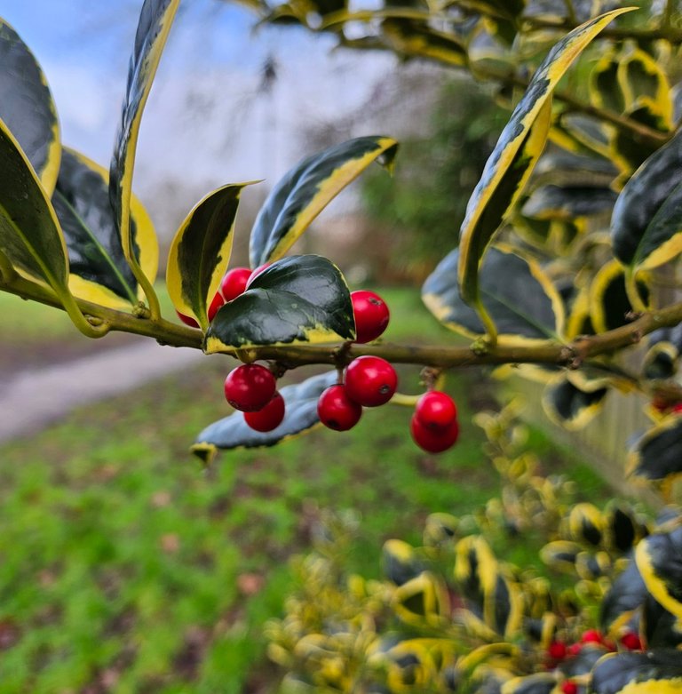 My Actifit Report Card: January 27 2026