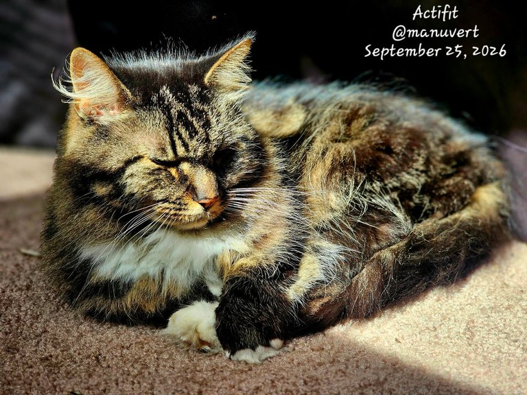 My Actifit Report Card: September 25 2026