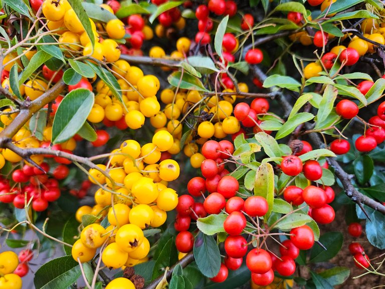 My Actifit Report Card: December 20 2025