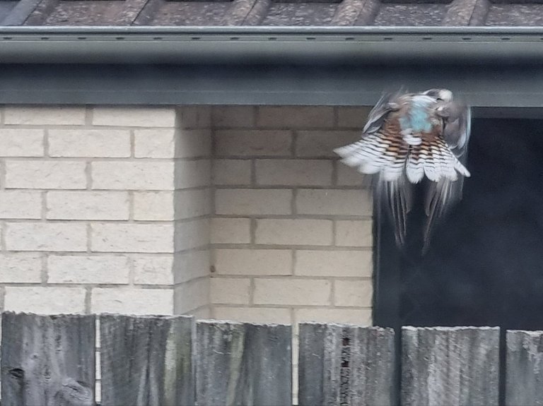 My Actifit Report Card: January 4 2026