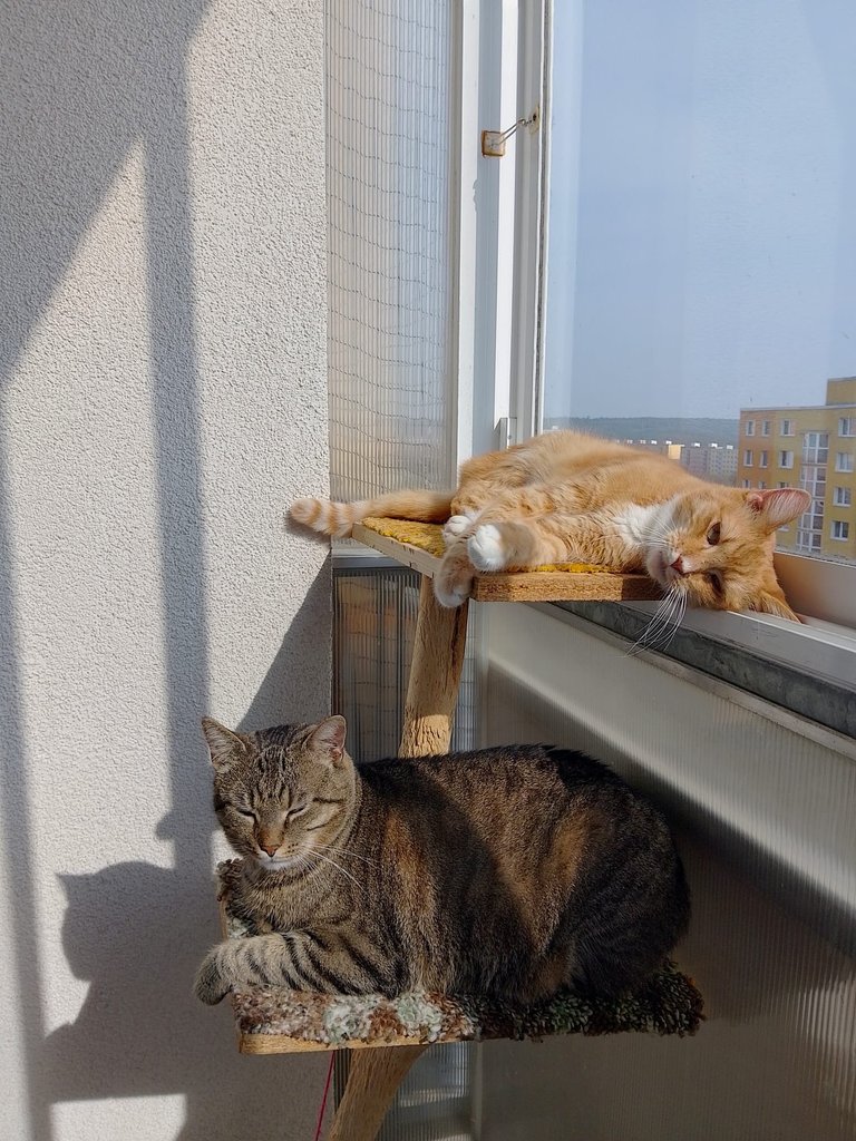 My Actifit Report Card: April 4 2026