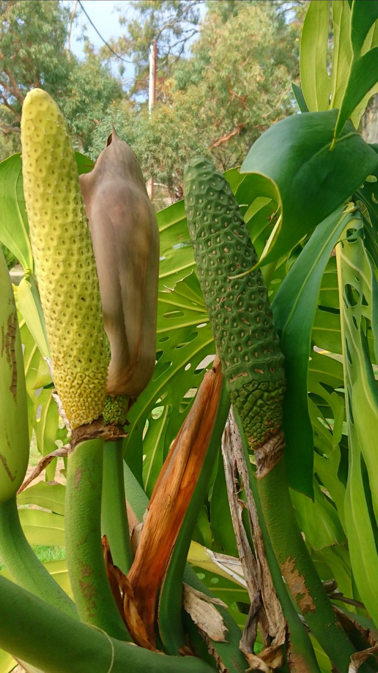 Monstera spp.