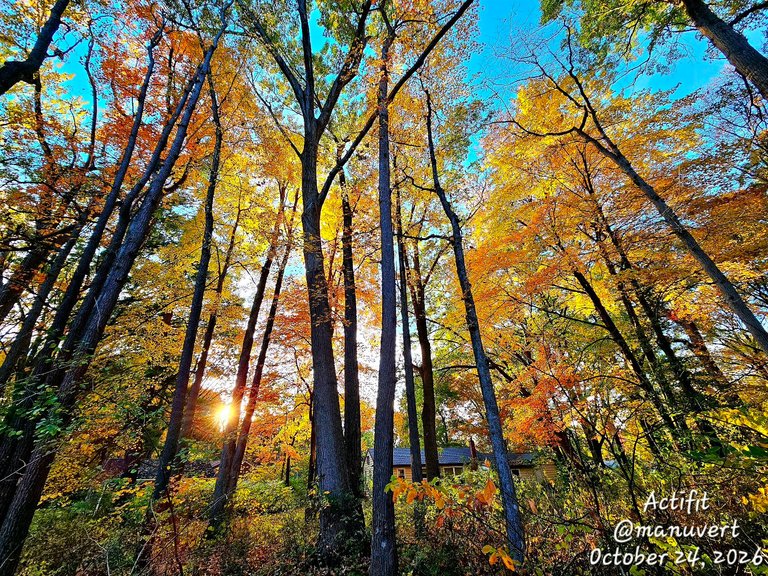 Beautiful fall colors! - My Actifit Report Card: October 24 2026