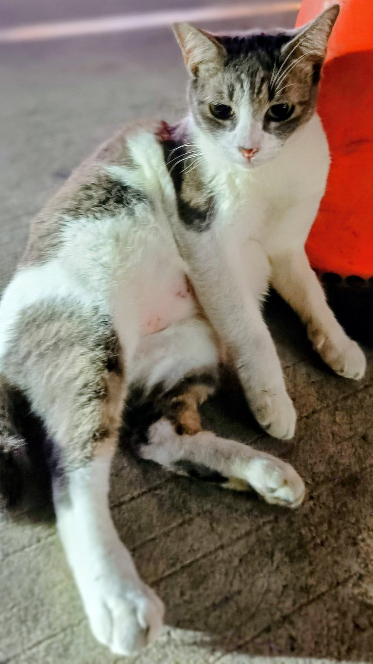 🐱