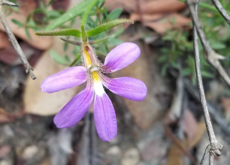 Lyrebird Gully Track in Berowra Valley NP : April 24 2024 — Hive