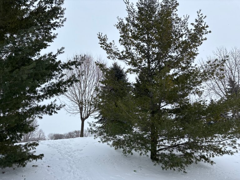 My Actifit Report Card: January 7 2026