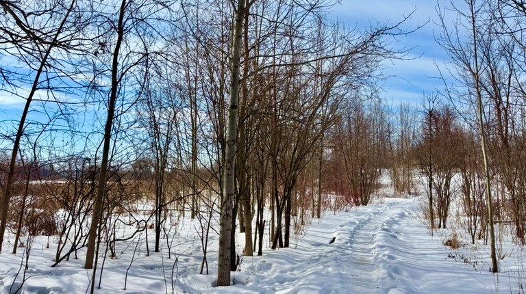 My Actifit Report Card: March 7 2026