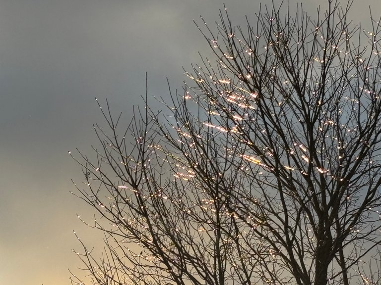 My Actifit Report Card: March 14 2026