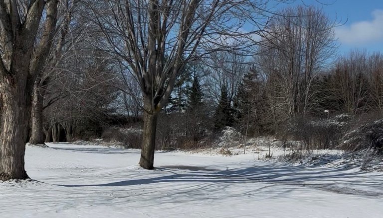 My Actifit Report Card: March 21 2026