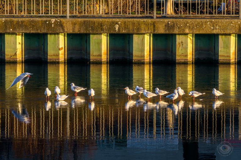 Seagulls on Ice