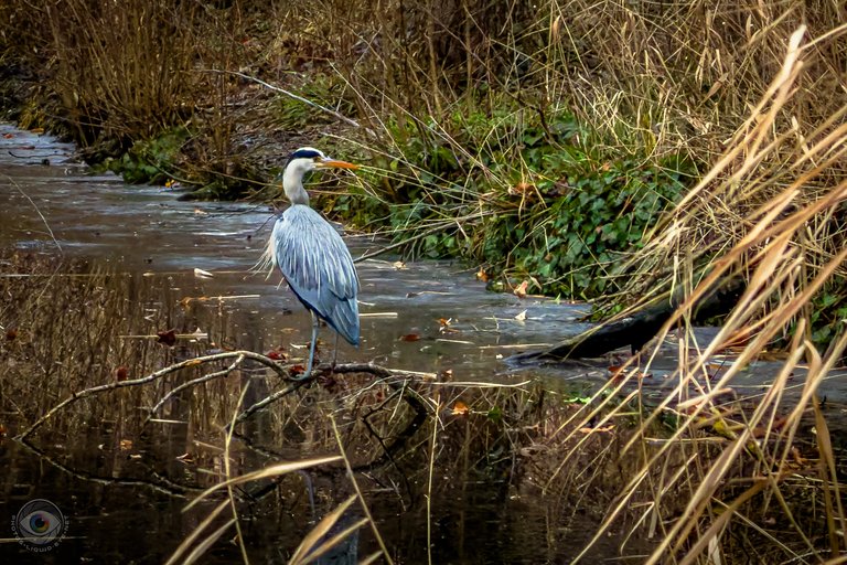 heron