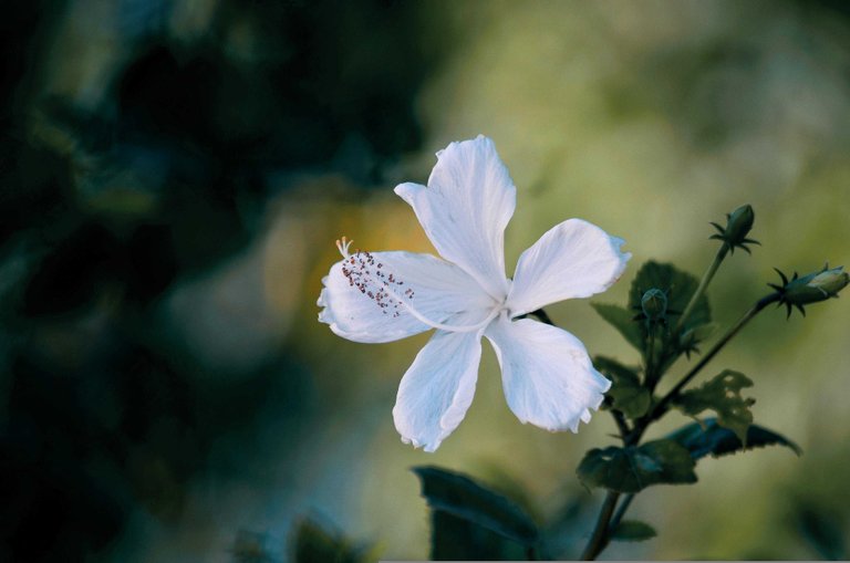 hibiscus5966840.jpg