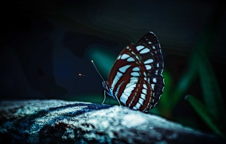 butterfly5334611.jpg