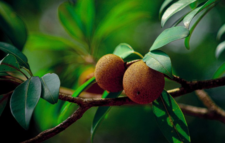sapodilla5303029.jpg