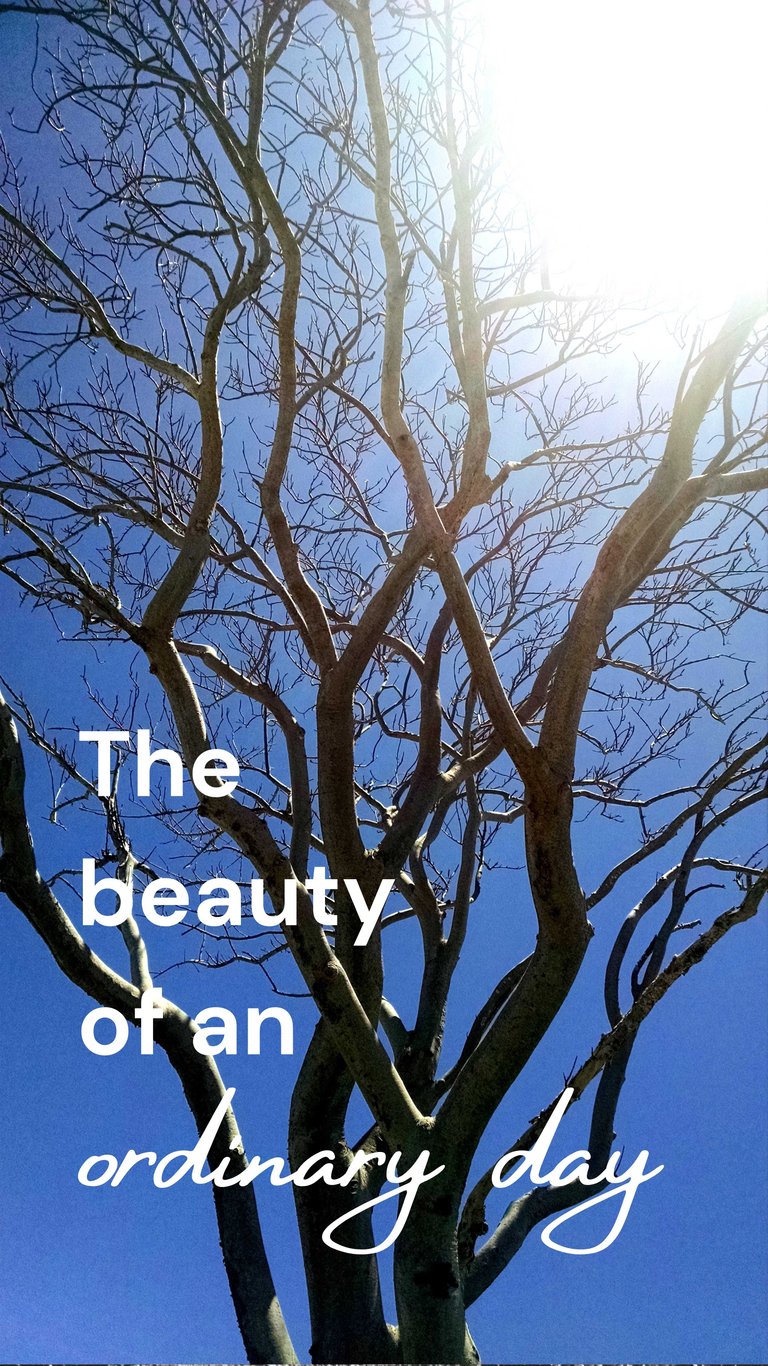 beauty.jpg