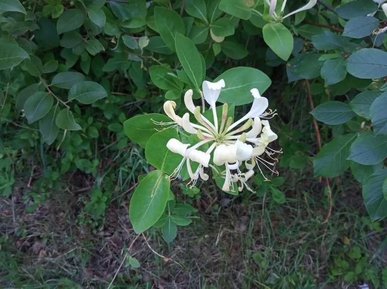 IMG_20250613_073357.jpg