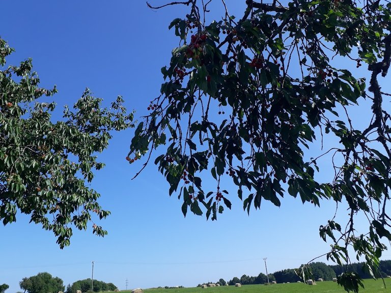 20250622_163014.jpg
