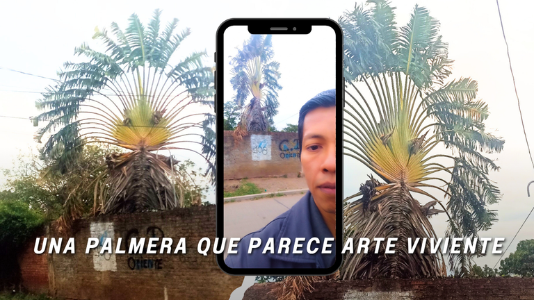 ¿Una palmera o un pavo real_ ¡Miren esta maravilla natural!  ESP.png