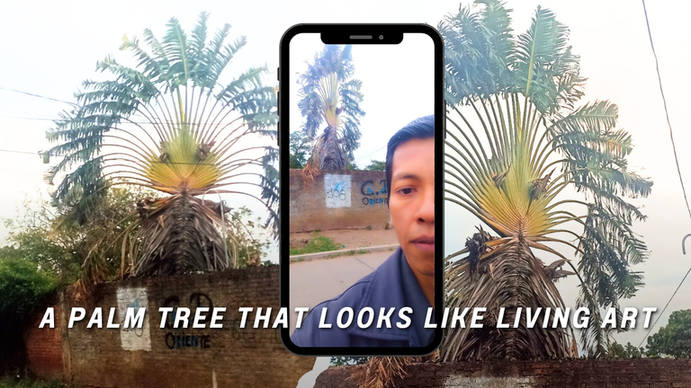 ¿A palm tree or a peacock_ ¡Look at this natural wonder!  ENG.png