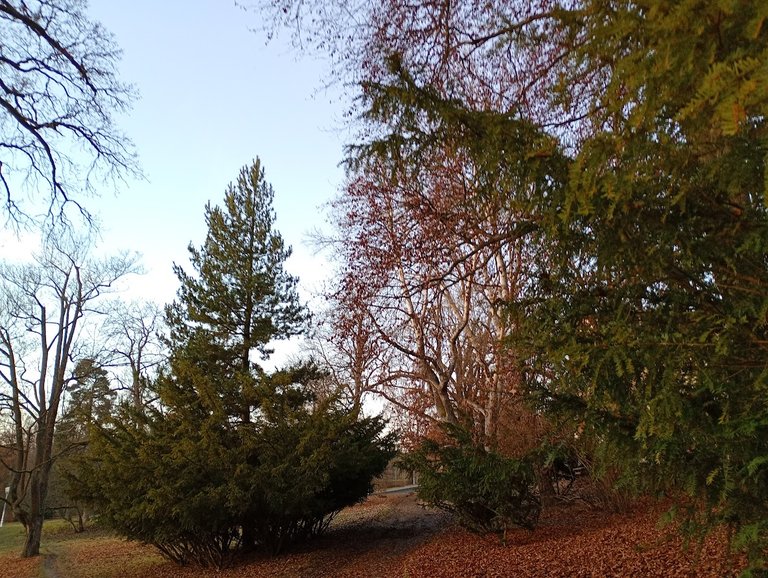 My Actifit Report Card: December 11 2025