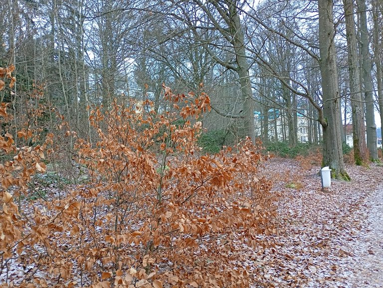 My Actifit Report Card: December 26 2025