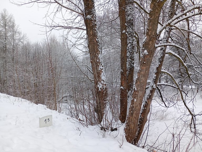 My Actifit Report Card: January 15 2026