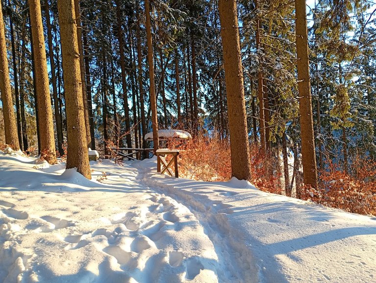 My Actifit Report Card: January 20 2026