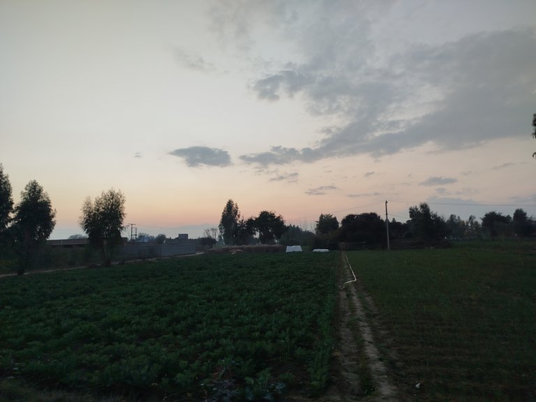 My Actifit Report Card: January 27 2026