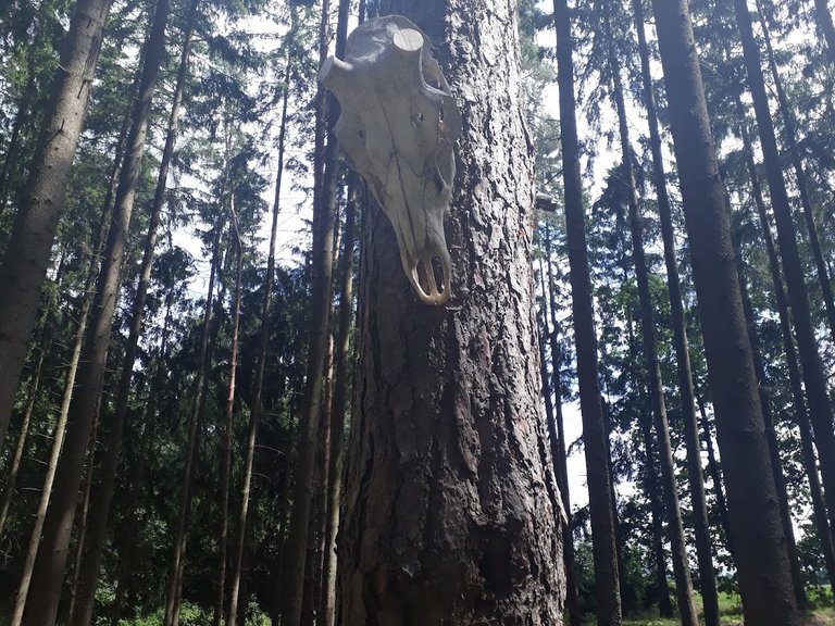 My Actifit Report Card: April 7 2026