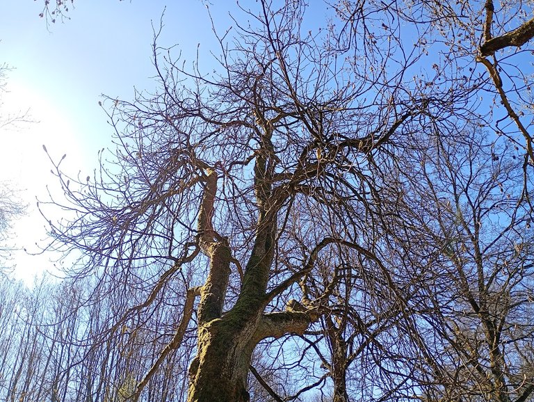 My Actifit Report Card: April 8 2026