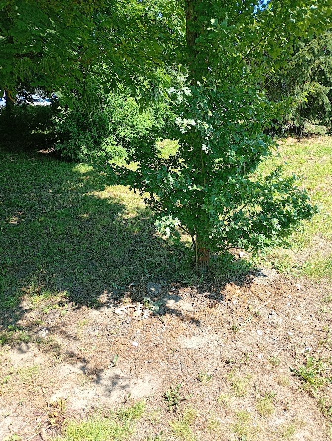 IMG_20260619_110437476_MFNR.jpg