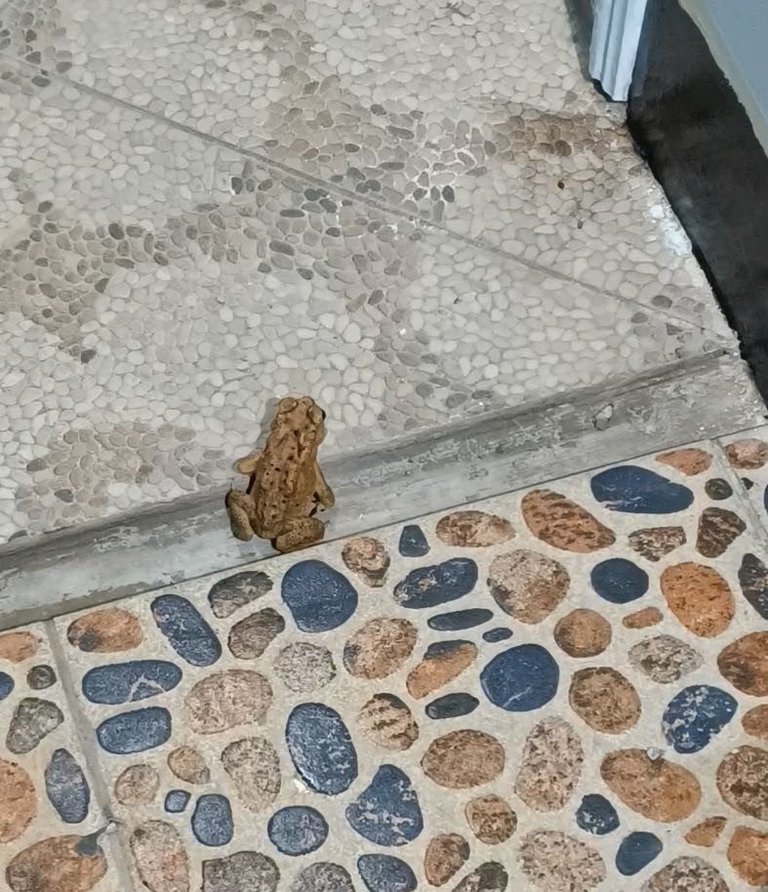 Hello there, garden frog 🐸