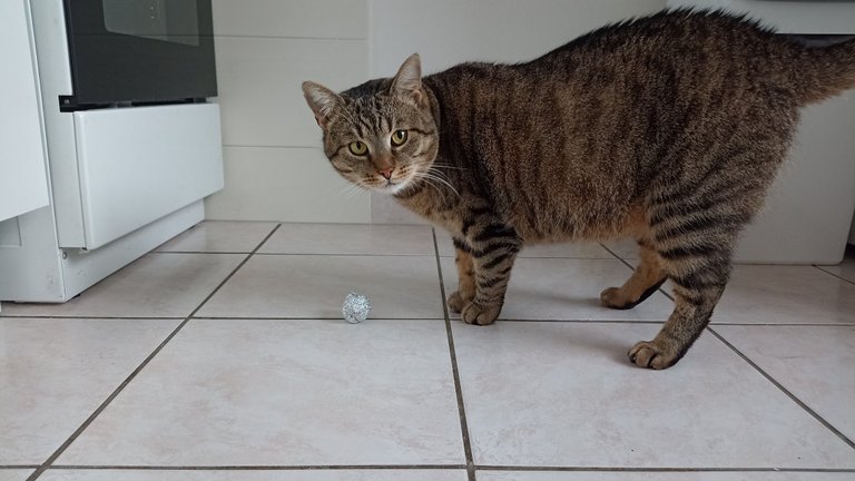 My Actifit Report Card: December 25 2025