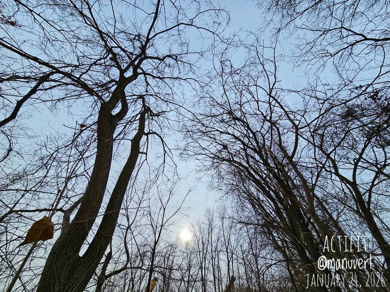 My Actifit Report Card: January 24 2026