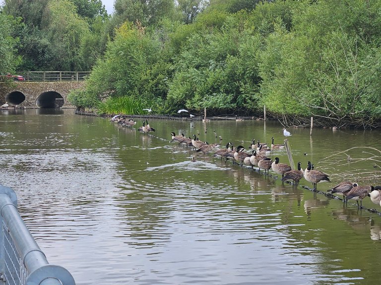 Bird Sanctuary! : My Actifit Report Card: July 14 2025