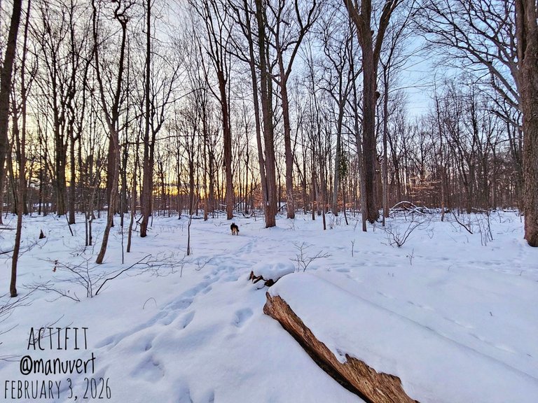 My Actifit Report Card: February 3 2026