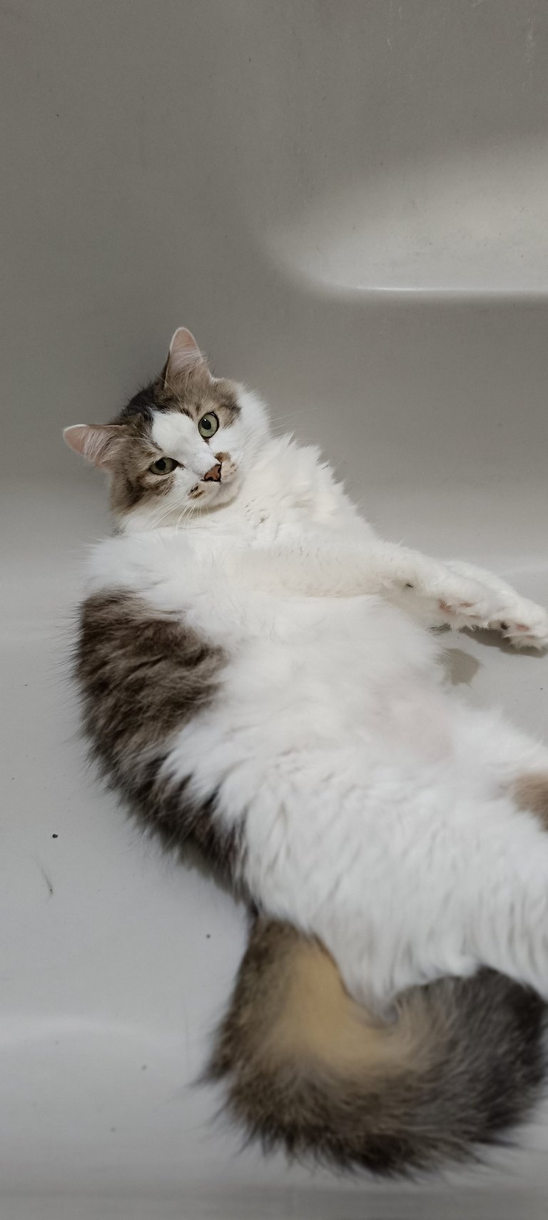My Cat Wants a Bath