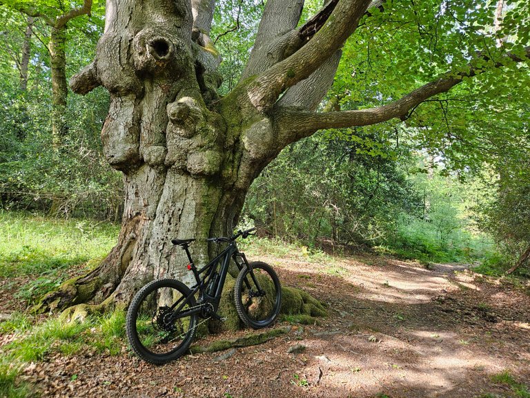 St Leonards Forest loop : My Actifit Report Card: May 30 2025