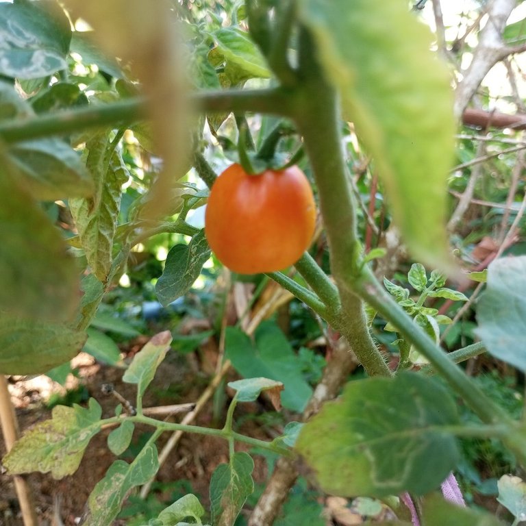 A busy day mixed with cultivation, duties and shopping activities - My Actifit Report Card: September 6 2025