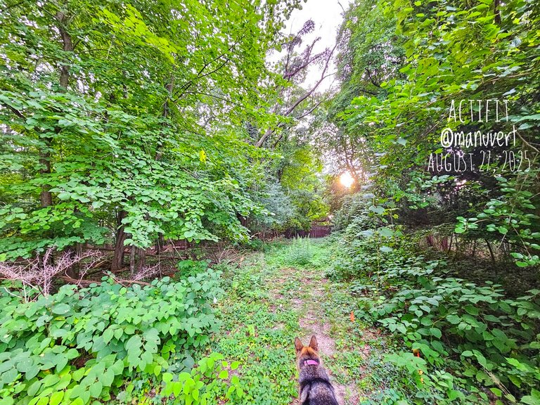 My Actifit Report Card: August 27 2025