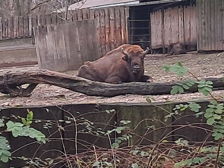 My Actifit Report Card: January 22 2026