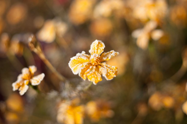  "Flowers frozen alive"