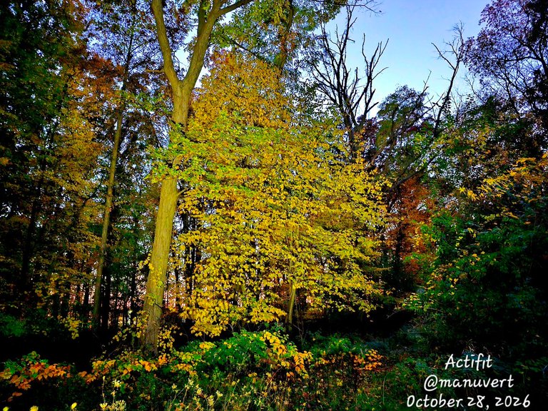 My Actifit Report Card: October 28 2026