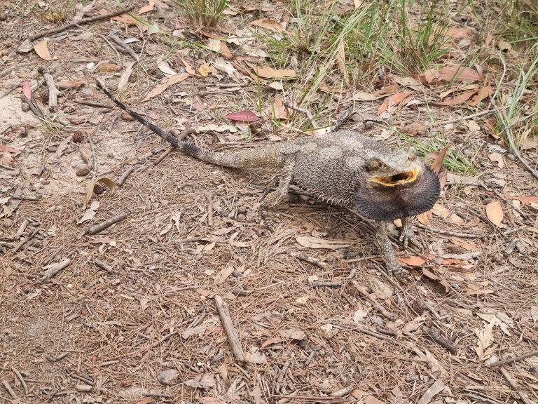 My Actifit Report Card: January 28 2026